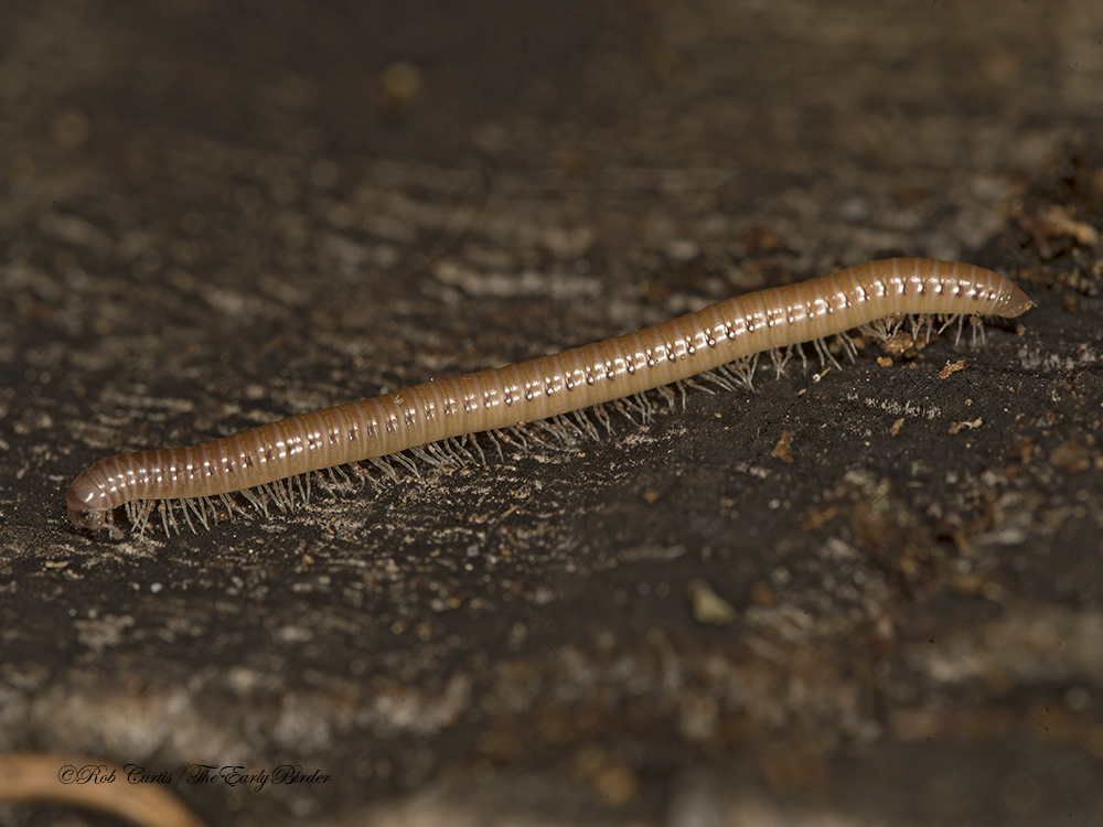Millipedes The Early Birder