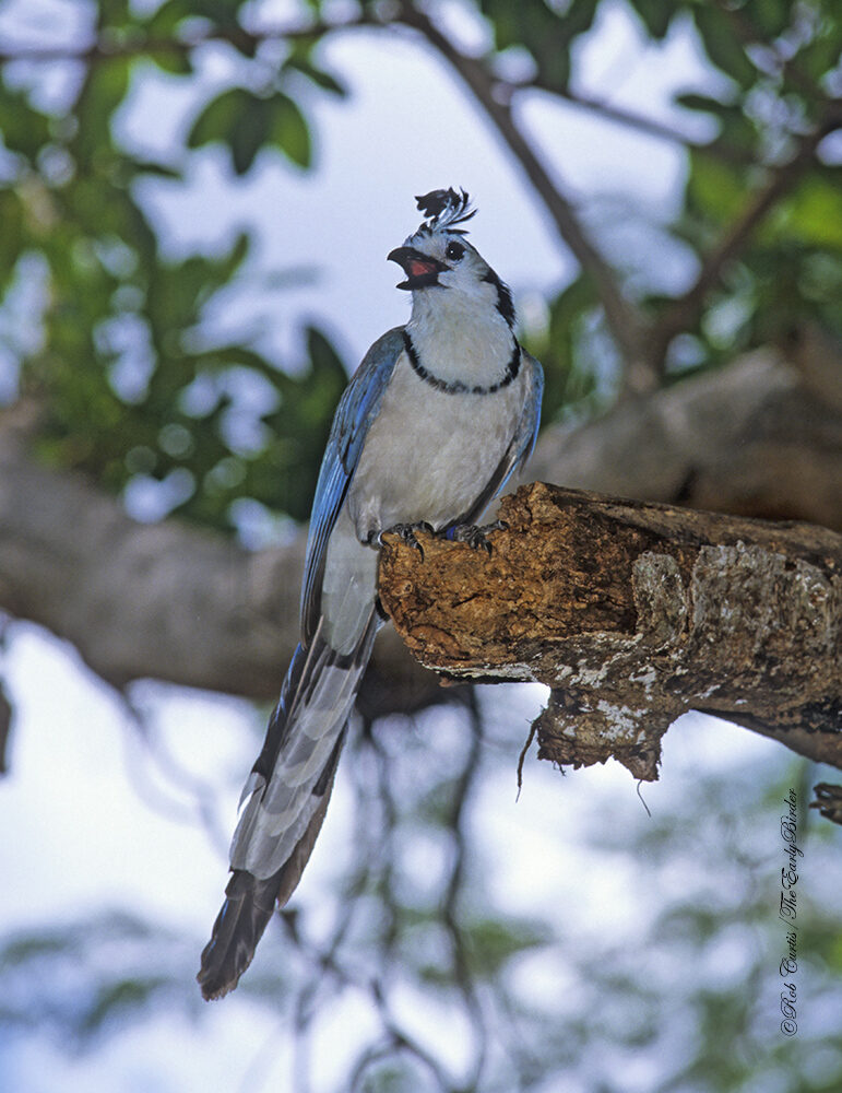 A Blue Jay Mother – The Eye of a Thieving Magpie