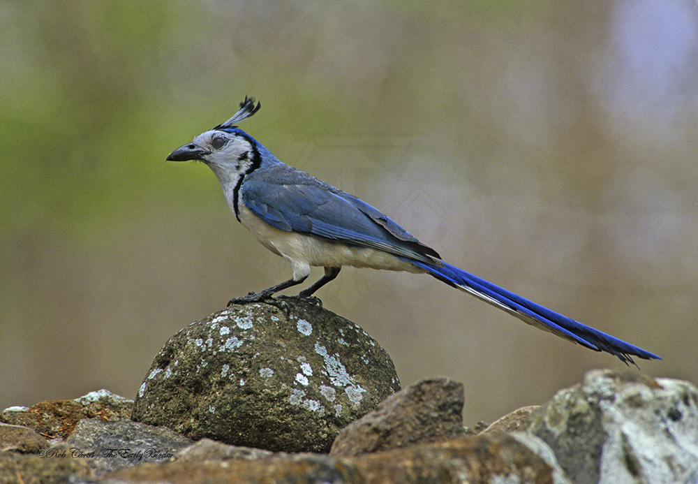 A Blue Jay Mother – The Eye of a Thieving Magpie