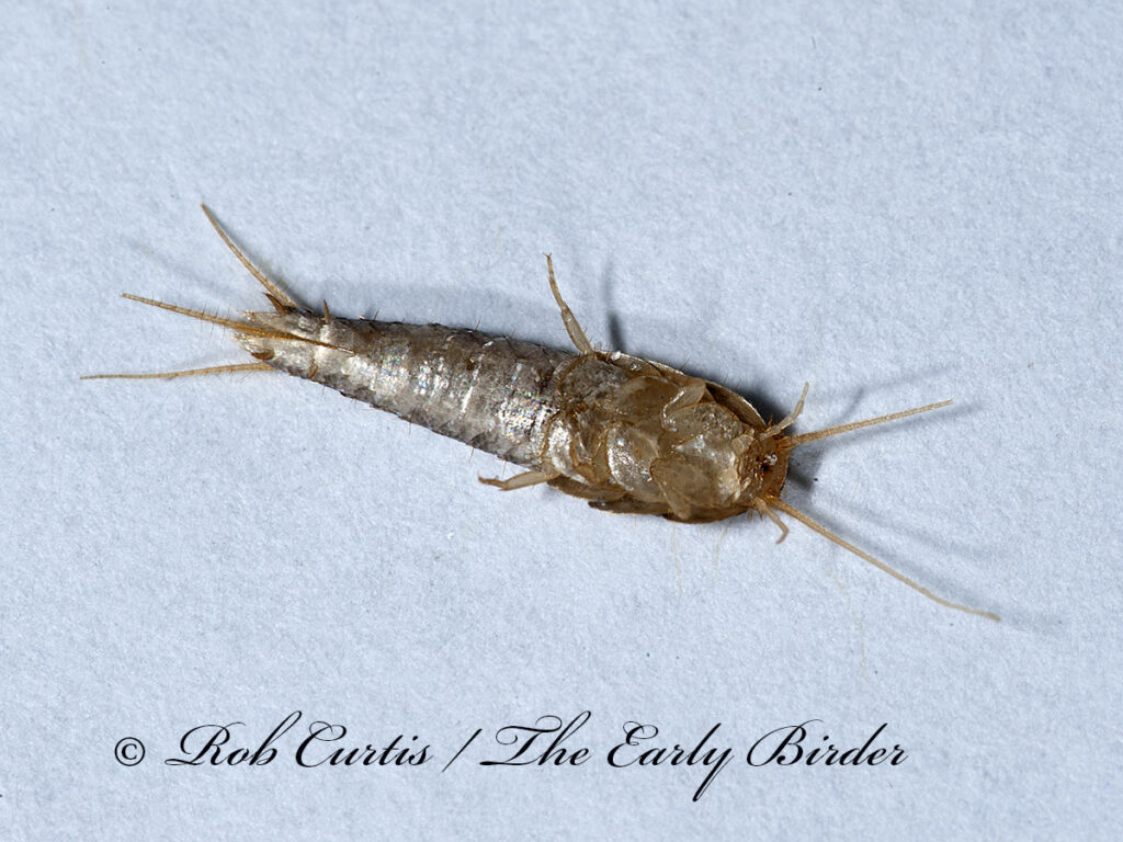 silverfish,bristletails - The Early Birder