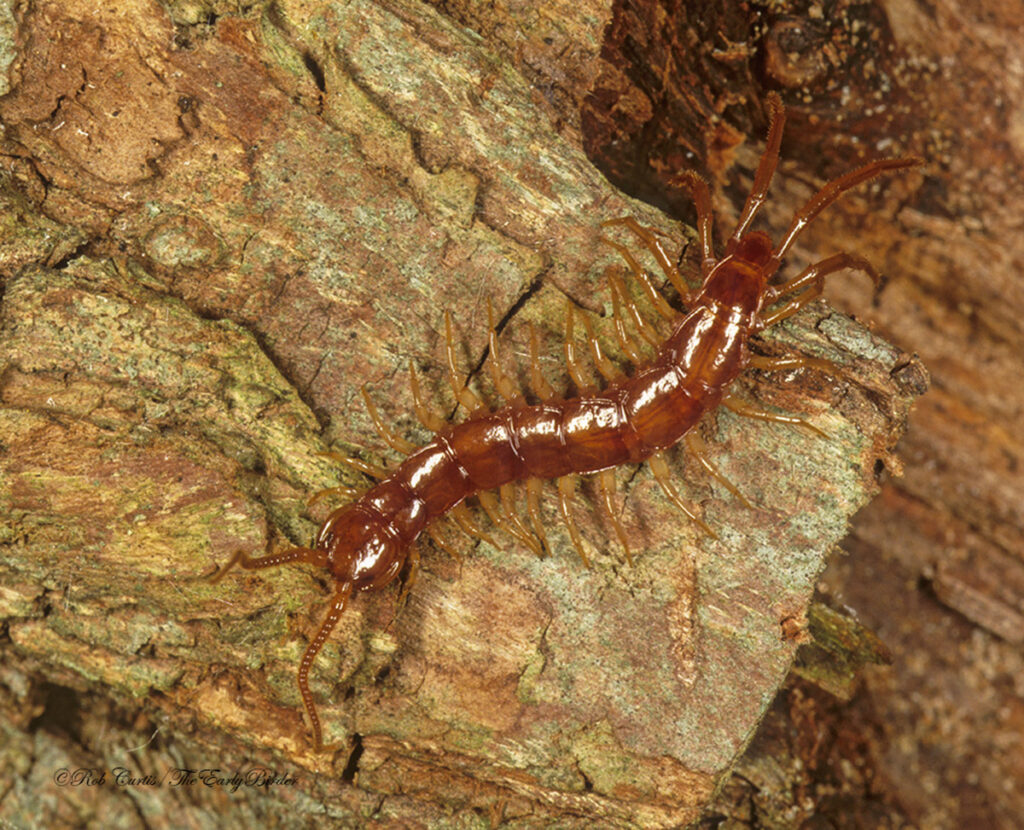 centipedes - The Early Birder