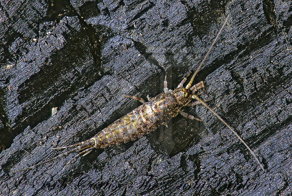 silverfish,bristletails - The Early Birder