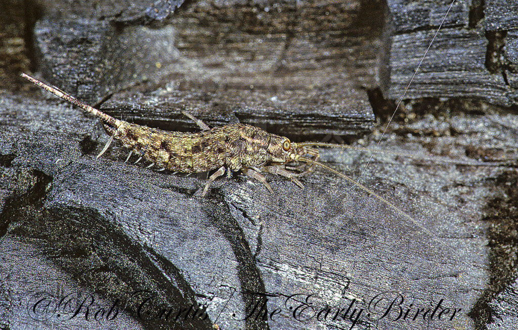 silverfish,bristletails - The Early Birder