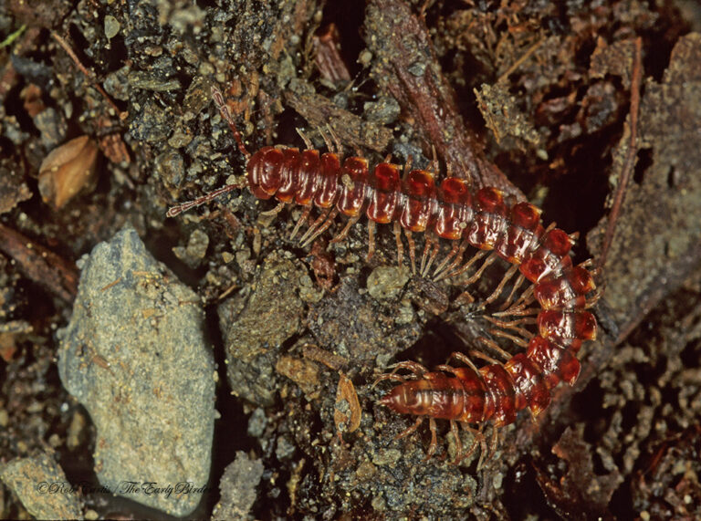 Millipedes The Early Birder