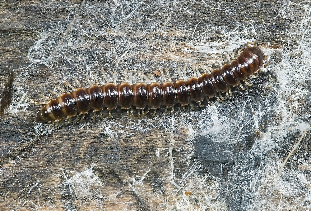 Millipedes The Early Birder