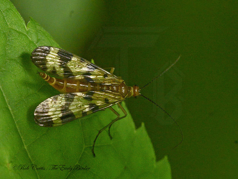 mecoptera - The Early Birder