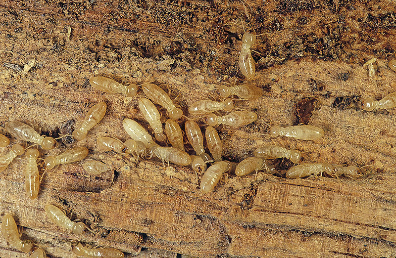rottenwood termites