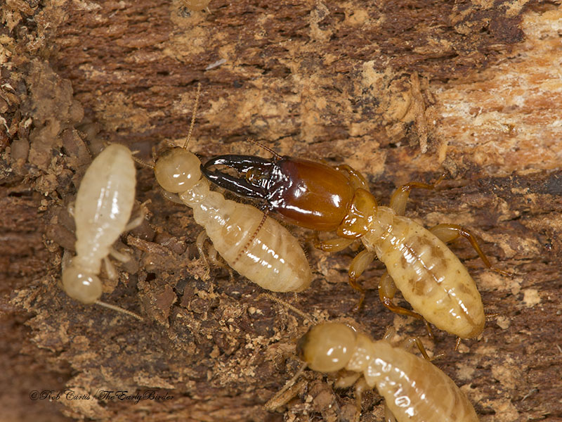 rottenwood termites