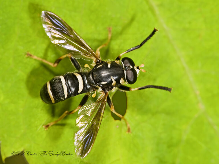 Syrphidae-links - The Early Birder