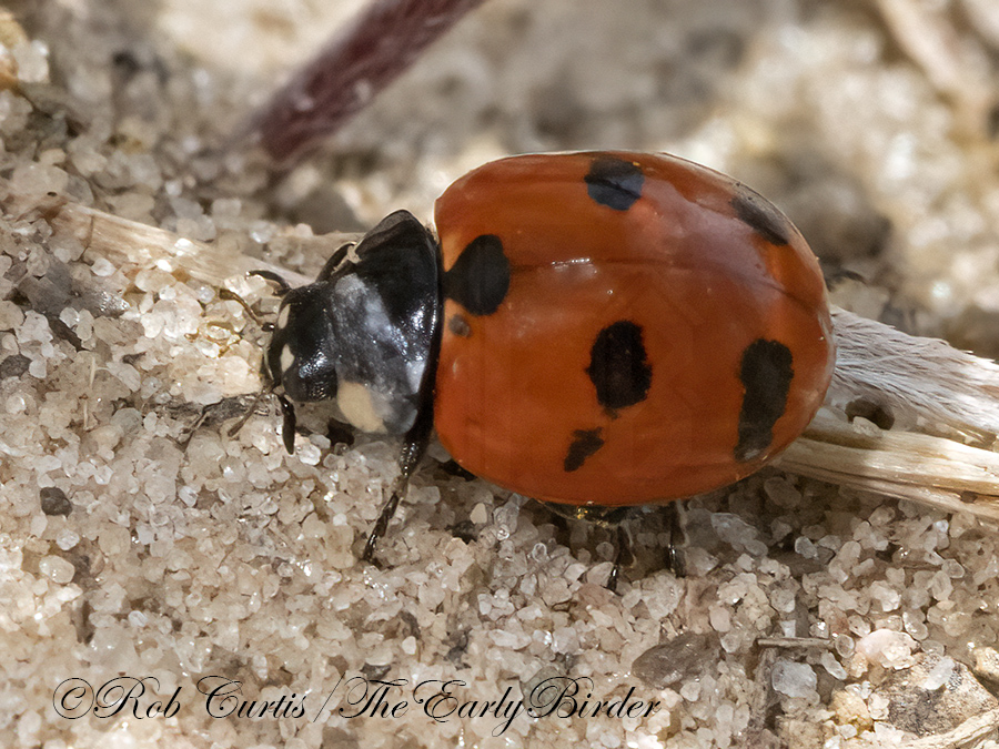coccinella monticola coccinella monticola